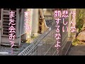 【後編】外猫モカの妊娠疑惑、主の意外な決断に涙が溢れた…