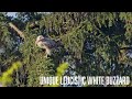 Leucistic Buzzard @shrewsbury nature and wildlife