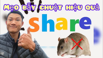 Thợ Săn Hà Tây- Chia Sẻ Cách Tìm Bãi Đánh Chuột Đồng-Và Cái Kết Đắng