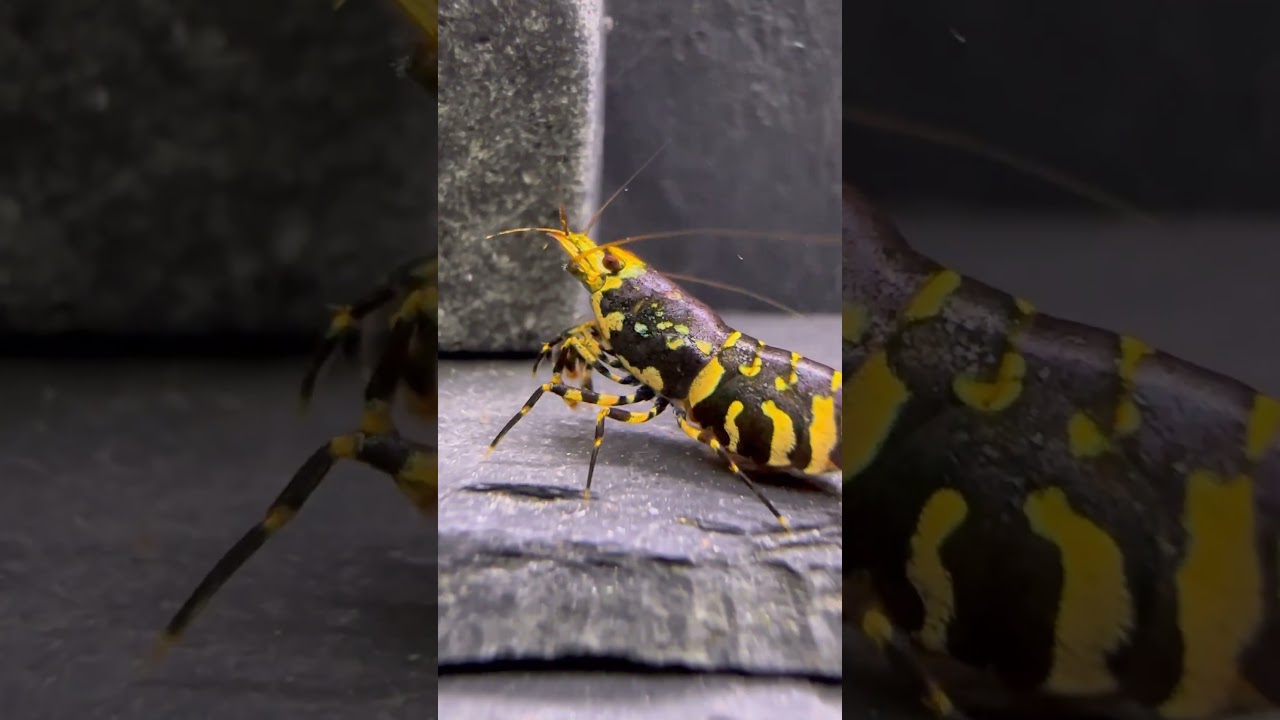 Shrimpcove.com TB Shrimp Hornet 