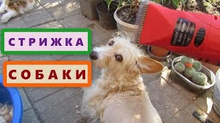 Как постричь собаку самим? Немецкая машинка TAUGER для стрижки собак Как постричь собаку самим? Немецкая машинка TAUGER для стрижки собак