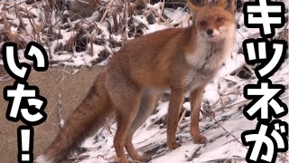 佐賀で初めてキツネを目撃したよ! 佐賀で初めてキツネを目撃したよ!
