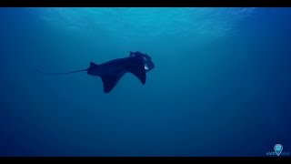 Your Earth Is Blue Manta Rays In Flower Garden Banks National Marine Sanctuary