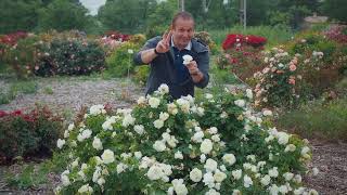 A sneak peek at 4 potential future Meilland roses in our test fields with Matthias Meilland