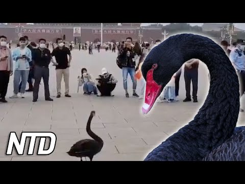 Video: Besöker Himmelska fridens torg i Peking