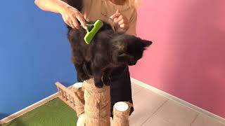 Caring for Blackie // Cat care // Уход за чернышом! by Cat House 106 views 2 years ago 4 minutes, 51 seconds