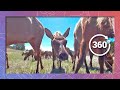 Young Elk with Attitude | Wildlife in 360 VR