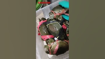 Thumbnail of TIPS MENYIMPAN KEPITING #short #fyp #kepiting #tips #seafood