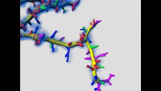 Classify Spines Xtension In Imaris Tutorial | Imaris
