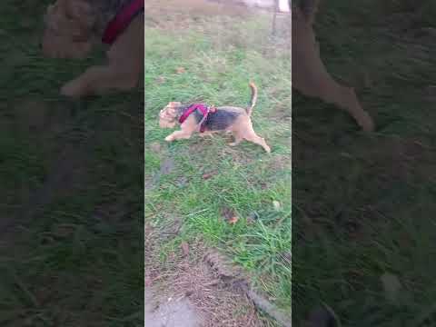 Projekt 10 spacero/patroli