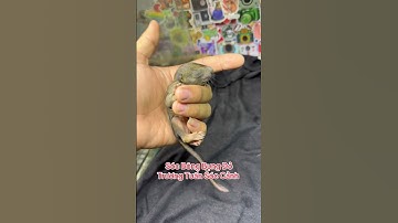 Sóc Bông Bụng Đỏ - Trương Tuấn Sóc Cảnh