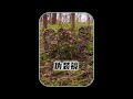 隱藏身形的偽裝鏡可以幫助狩獵 #有趣的冷知識 #科普 #偽裝鏡 #有用內容創作計劃