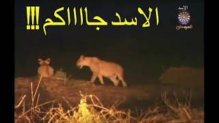 هجوم الاسد  علي طاقم تلفزيون السودان - حظيرة الدندر