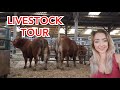 TOUR OF OUR CATTLE!!!