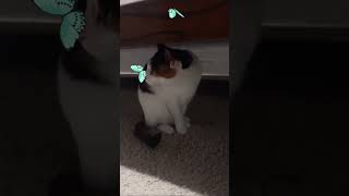 cats playing with butterfly toy by catatainment 56 views 2 days ago 2 minutes, 2 seconds