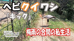掛川花鳥園バード Youtube 掛川花鳥園バード Youtube