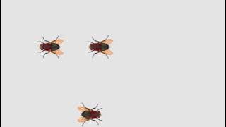 CAT GAMES - Flying flies disturb the cleanliness of the air