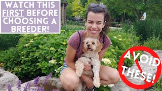 10 Red Flags You MUST Avoid When Looking for a Cavapoo Breeder