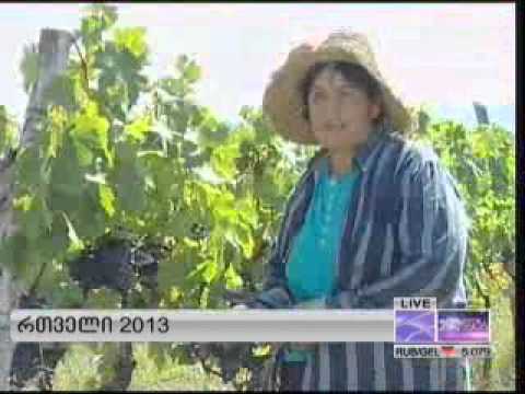 კახეთში რთველი აქტიურ ფაზაში შევიდა