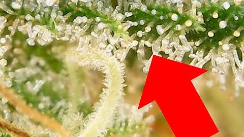 How to TRIPLE Trichome Production FAST