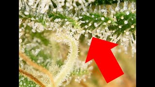 How To Boost Trichome Production