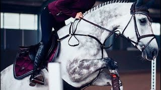 Horse jumping video // Animals