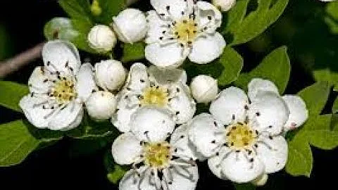 Quali sono i benefici del biancospino?