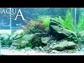 Aquascaping Lab - Tutorial "River bottom" Natural aquarium plants and rocks (size 60 x 40 x 40 95L)