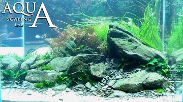 Aquascaping Lab - Tutorial "River bottom" Natural aquarium plants and rocks (size 60 x 40 x 40 95L)