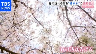 【令和の桜】春の訪れ告げる“標本木”の満開姿、福岡市