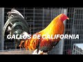 GALLOS DE CALIFORNIA - WILDWOOD
