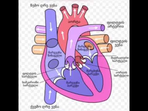 გულ-სისხლძარღვთა სისტემა