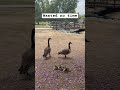 #animals