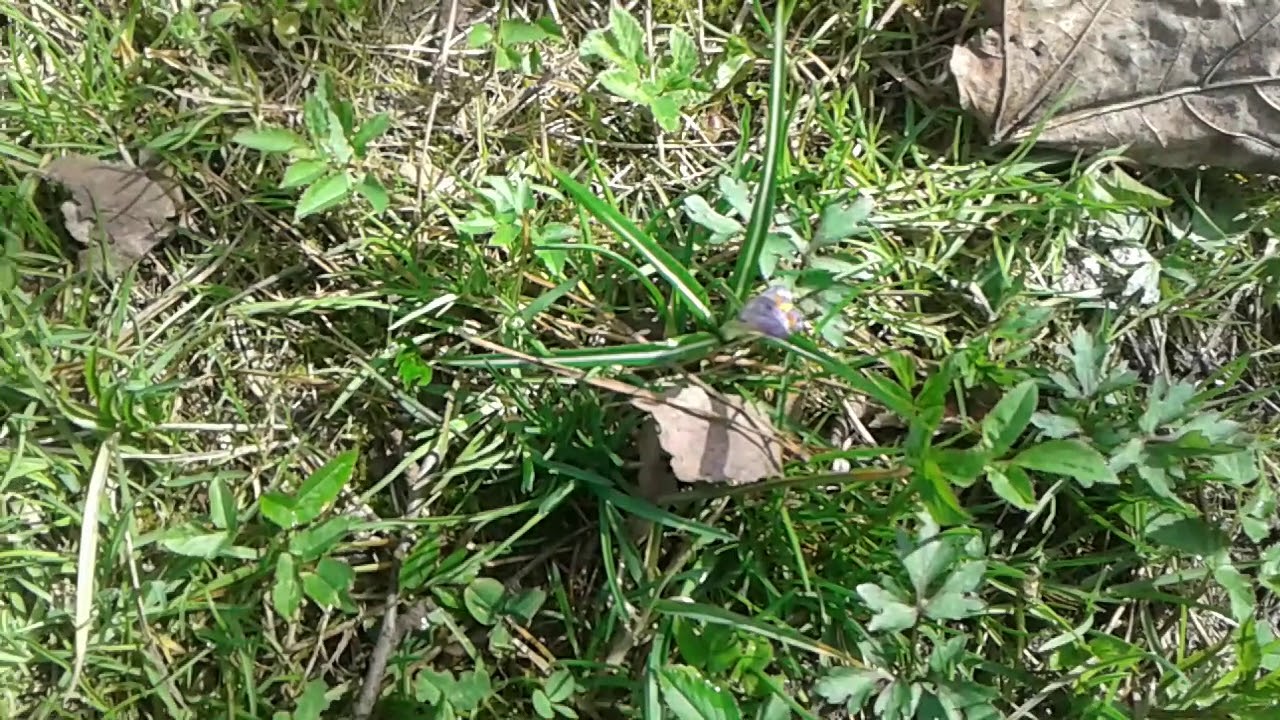 Forsycja I Krokus Youtube