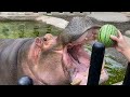 Hippos Devour Whole Watermelons in One Bite Compilation - Baby Hoppo Eat Watermelon