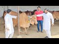 9511592301             yadav dairy farm patan cows