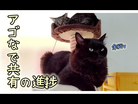検証 アゴなで共有で猫同士は仲良くなるのか の進捗 猫動画 Youtube