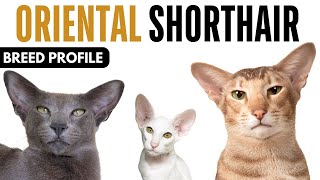 Oriental Shorthair Cat Breed Profile History - Price - Traits - Oriental Shorthair  Grooming Needs
