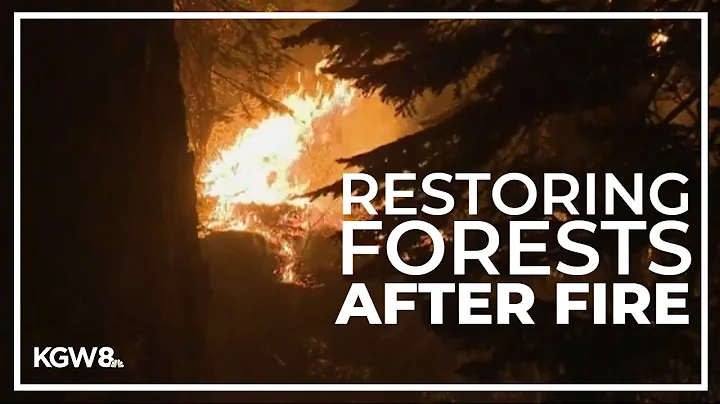 Oregon Department of Forestry restoring forests scorched by wildfire