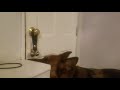German Shepherd Dog Aura Ringing Bell to Go Out German Shepherd Dog Aura Ringing Bell to Go Out