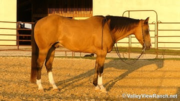 Mack***For info, price, etc., go to our website: ValleyViewRanch.net***