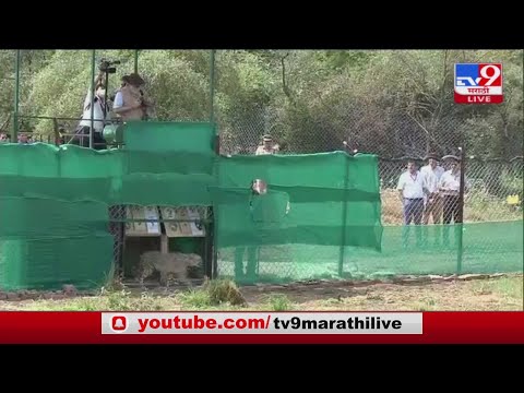 Madhya Pradesh | Namibia Cheetah कुनो नॅशनल पार्कमध्ये दाखल-tv9