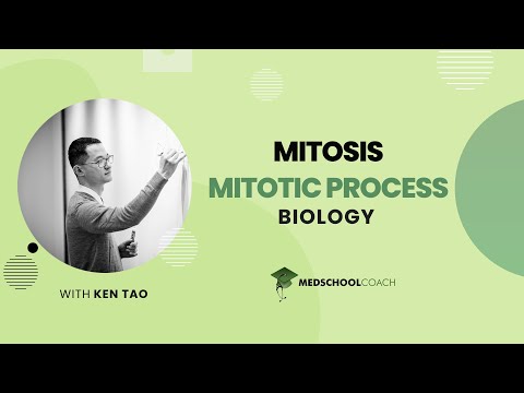 Mitotic Process