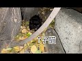 また可愛らしいのが落ちてたから拾った