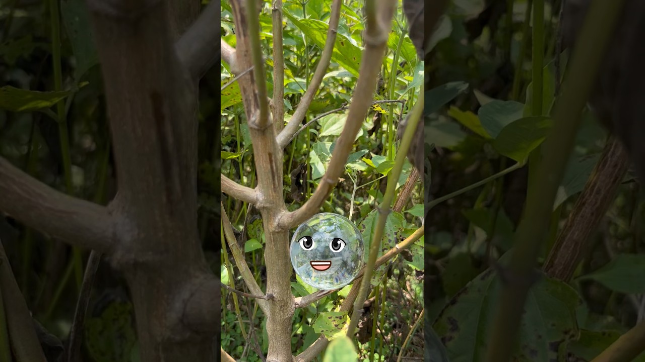 Found a Shiny Ball in the Jungle! |Part-1| 😱✨#shorts