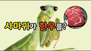 Will Praying mantis eat beef?