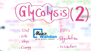 Glycolysis part (2) - Moaz Wahdan (Online Course Records)