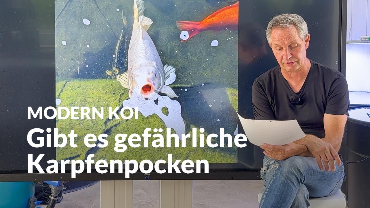 Sind weiße Punkte auf Koi immer Karpfenpocken? | Modern Koi Blog #7828