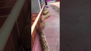 King cobra vs anaconda Python #shorts #sagar_sahu_0 #trending #viral #kingcobrasnake #anaconda #new Resimi