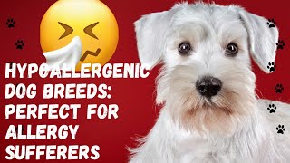 Hypoallergenic Dog Breeds: Great Options for People with Allergies #dogs #dogcompanions #dogbreeds by Dogs in Facts 46 views 9 months ago 7 minutes, 25 seconds